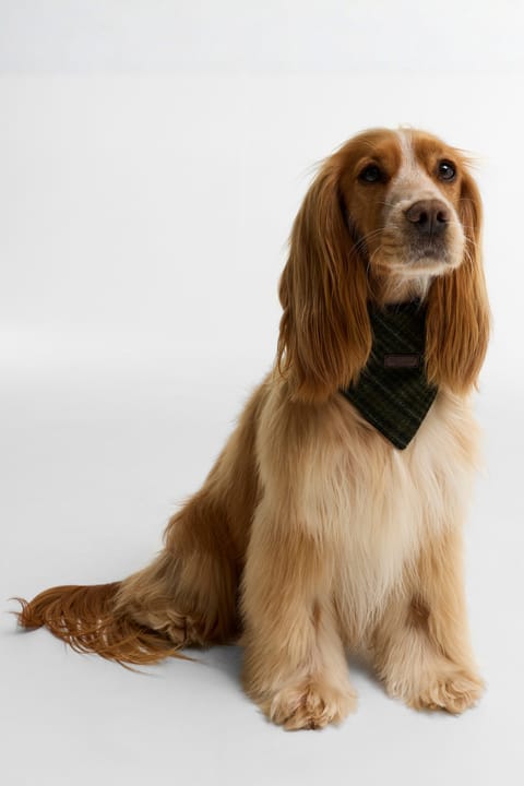 بندانا سگ Barbour Dogs Wilkin OL71 طرح چهارخانه زیتونی
