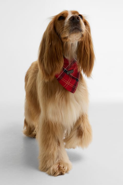 بندانا سگ Barbour طرح Tartan TN94 Cardinal Tartan